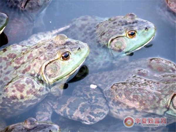 牛蛙养殖加盟